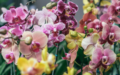 Cultive orquídeas exuberantes