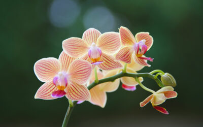 O melhor cuidado para orquídeas