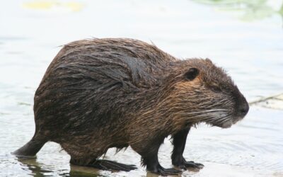 Ratão-do-banhado: um curioso vizinho