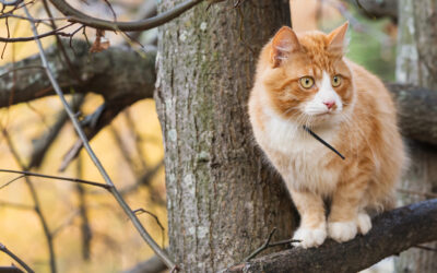 Encontrei um animal perdido e agora?