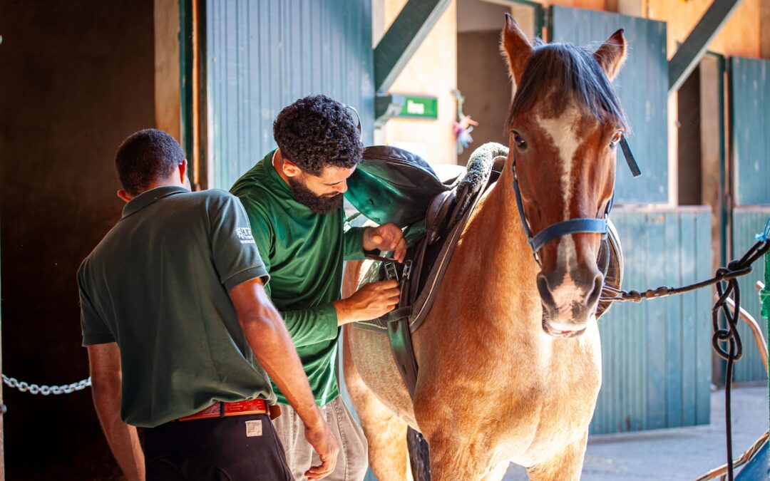 Prevenindo a cólica em nossos cavalos