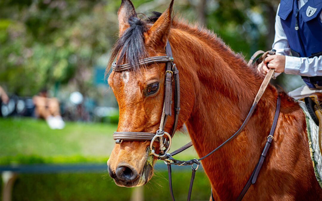 Atendimento odontológico veterinário