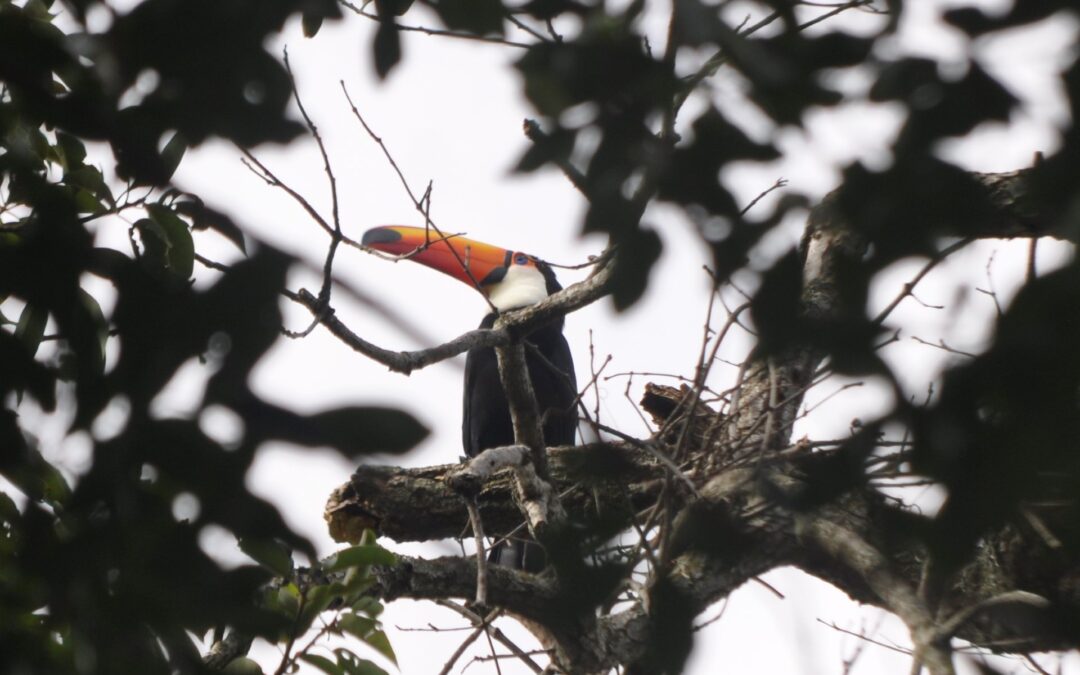 A natureza é o nosso quintal: conheça o projeto de Monitoramento de Fauna