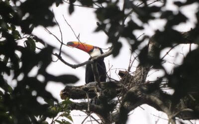 A natureza é o nosso quintal: conheça o projeto de Monitoramento de Fauna