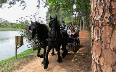 Vivência com Troller e cavalos